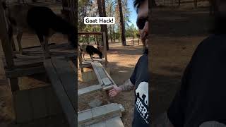 Goat Hack Playground goat farmanimals goatlovers homestead cuteanimals hacks [upl. by Mazur]