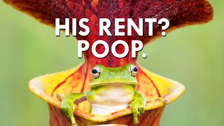 You Won’t Believe What Pitcher Plants Charge In Rent [upl. by Ytsihc]