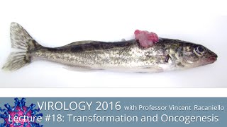 Virology Lectures 2016 18 Transformation and Oncogenesis [upl. by Irrek]