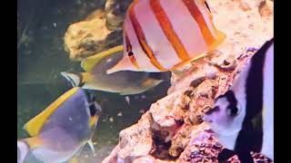 Copperband Butterflyfish Eating at Pacific East Aquaculture [upl. by Htenay]