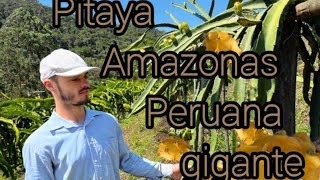 Pitaya Amazonas Peruana Gigante [upl. by Isbella915]