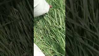 Rhodes grass harvesting Mower it dunaypur Punjab Pakistan [upl. by Eiclehc]