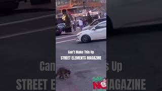 This raccoon is on the Fetty Wap streetelementsmagazine [upl. by Katheryn]