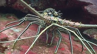 Crustaceans  Reef Life of the Andaman  Part 13 [upl. by Terag886]