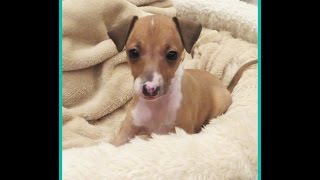 Italian Greyhound Puppies [upl. by Anneyehc]