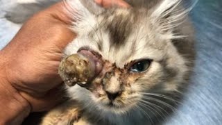 Enormous Cuterebra Removed From Kittens Eye Part 14 [upl. by Saiff]