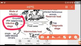 Parasitology Fasciola Heterophyes Heterophyes Dr Fady  اروع شرح للطفيليات المتورقات والخيفانيات [upl. by Narton]