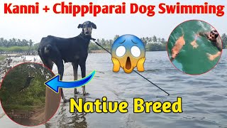 Kanni chippiparai dog swimming  Tamilnadu native breed  rajapalayam dog in tamil  our daily vlogs [upl. by Samford]