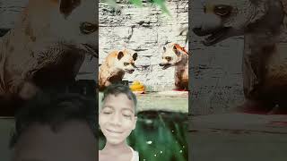 Sher ne Tatti Kar😱😱🐕🙏 Diyawhichisthestrongestdoginworl americanbulldog viralvideo funny facts [upl. by Swerdna]