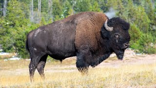 Bison Bonanza Unraveling the Mysteries of the American Bison [upl. by Eitsrik]