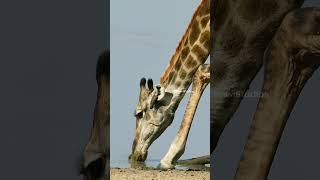 Giraffe With Oxpecker Birds Drinking Water Wincent GHqL2 wildlife nature giraffe [upl. by Orit]