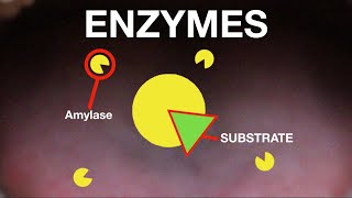 IGCSE Biology  Enzymes [upl. by Bekelja]