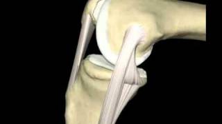 Ligamento Colateral Medial [upl. by Aenad]