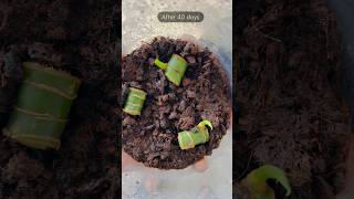 Grow Dieffenbachia From Cutting  How To Propagate Dieffenbachia  Grow Dumbcane plant shorts [upl. by Nazus201]