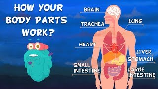 How Do Your Body Parts Work  Non Stop Episodes  The Dr Binocs Show  PEEKABOO KIDZ [upl. by Anaujat]