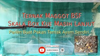 Budidaya Maggot BSF Masih Lanjut Buat Pakan Ternak Ayam Sendiri Makyusss [upl. by Niel590]