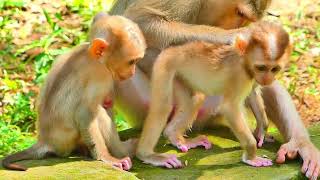 Ohhh God baby monkey is so cutehounhak babymonkey cute babyprimate monkey themonkeykh [upl. by Lah]