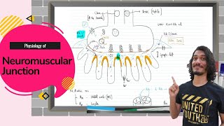 Physiology  Neuromuscular junction  Structure and mechanism [upl. by Scever270]