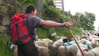 Transhumance en Val dAzun [upl. by Jamnis]