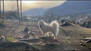 Doggy TVPOV Walking in the Forest with my Samoyed Dog [upl. by Angle781]