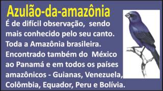 Azulão da Amazônia e seu canto  Passaroscom [upl. by Eisoj]