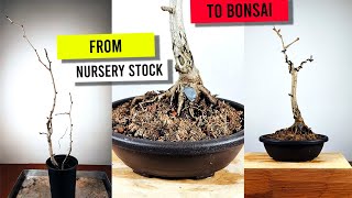 Bonsai Ginkgo Biloba Grow This Ancient Tree [upl. by Lasorella215]