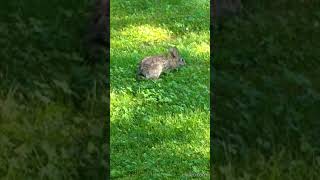 Cottontail Rabbit enjoying a feast on an Adventure Hike along an active RR line Tennessee USA 🎶 [upl. by Rebane]