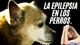 Epilepsia en Perros  IMÁGENES MUY FUERTES [upl. by Sang]