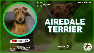 Airedale Terriers The Dog You Cant Afford to Ignore [upl. by Sera]