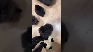 A group of little black pigsPomeranian Pomeranian baby silly puppy cute dog [upl. by Hpotsirhc]