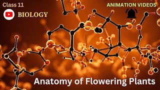 CBSE Class 11  Biology  Anatomy of Flowering Plants  Animation  in English [upl. by Owiat]