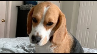 How my beagle wakes me up [upl. by Palma]