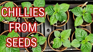 Time To sow Your chilli Seeds  How To Plant Chillies At Home [upl. by Aihseuqal]