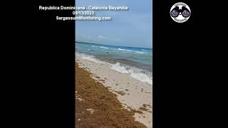 2023 Sargazo  Republica Dominicana  Catalonia Bayahibe [upl. by Eremaj]