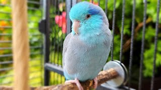 Parrot TV 🦜🌺 Singing Birds amp Nature Sounds 📺 Parrotlet Bird Sounds 🌴 [upl. by Ardie124]