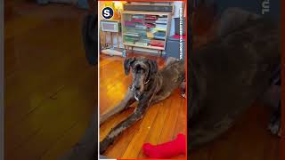 Dog Slaps Owner When She Wants Attention [upl. by Dwan]