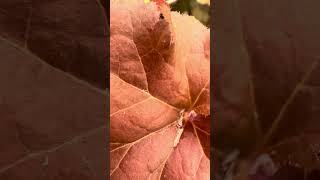 Beautiful  Heuchera Orangeberry nature flowers plants [upl. by Ahcsim801]