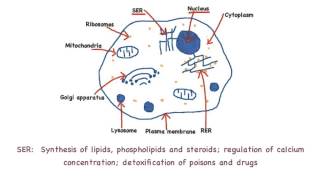 232 Annotate the diagram of a eukaryotic cell with the functions of each named structure [upl. by Duffie]