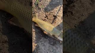 Lahu Carp Fishing At Kaweah Lake 2072021 [upl. by Bergerac]