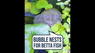 Why Isnt My Betta Fish Making Bubble Nests shorts [upl. by Primalia399]