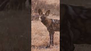 Cão selvagem africano savana serengeti canideos [upl. by Lindholm218]