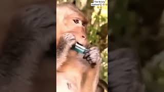 The thirsty monkey 🐒🐵😆😀😄monkey video [upl. by Roman92]