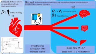 Inotropes and vasopressors Which one to pick  part 1 [upl. by Nylsej]