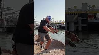 Fishing for Flounder with a Gulp swimming mullet Shorts youtubeshorts fishingadventures [upl. by Kralc]