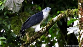 Grayheaded kite  Leptodon cayanensis [upl. by Yggep]