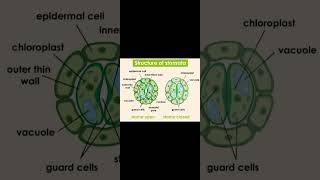 Labelled Diagram of Stomatastudy trending exampreparation [upl. by Fortna92]