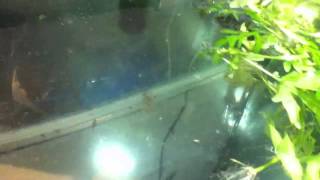 How to Breed Angelfish  How to Hatch the Eggs [upl. by Onitselec]