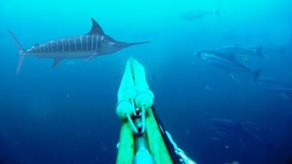 Blue Water Spearfishing Pesca Sub com Diego Santiago [upl. by Aisatal]