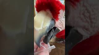 Person is preening Their Macaw parrot macawbird birds birdsinfo0007 parrot lovebirds [upl. by Supmart543]