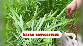 Harvest water convolvulus in front of house 🏡 life style at contryside with dav 👩🏻‍🍳 [upl. by Detta]